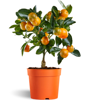 Mandarin tree - English Task