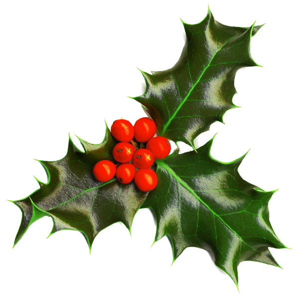 Holly Christmas Tradition