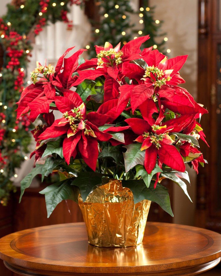 Poinsettia Christmas Plant