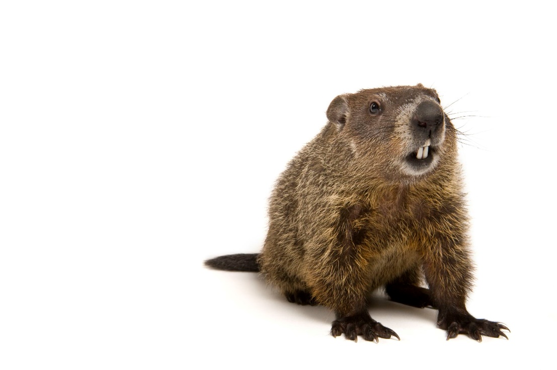 Woodchuck or Groundhog