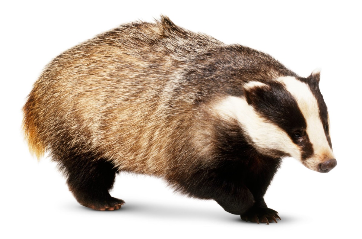 European Badger - Groundhog Day Origins
