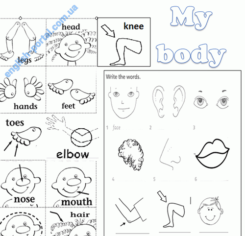 Download Group1 Body Worksheet