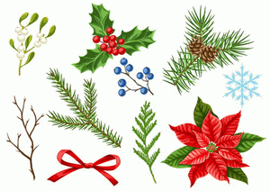 Christmas Plants