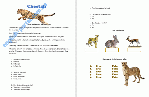 Download Cheetah - Text for Reading Worksheet