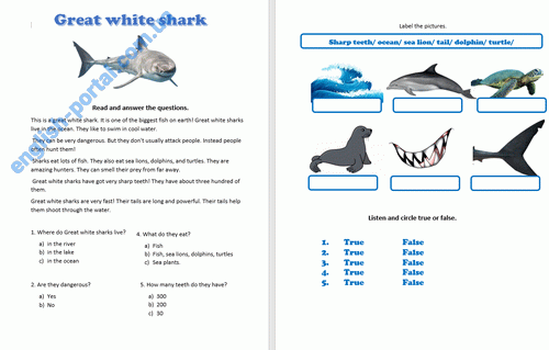 Download Shark - Text for Reading Worksheet