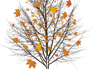 Task Image