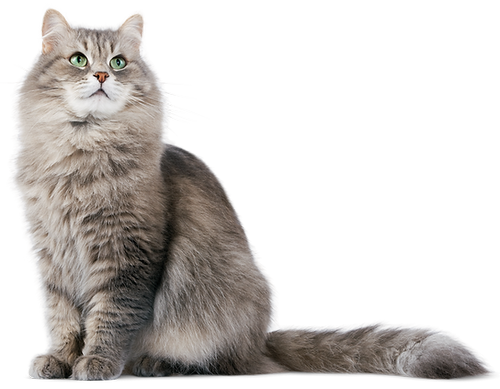 a1-pet-cat