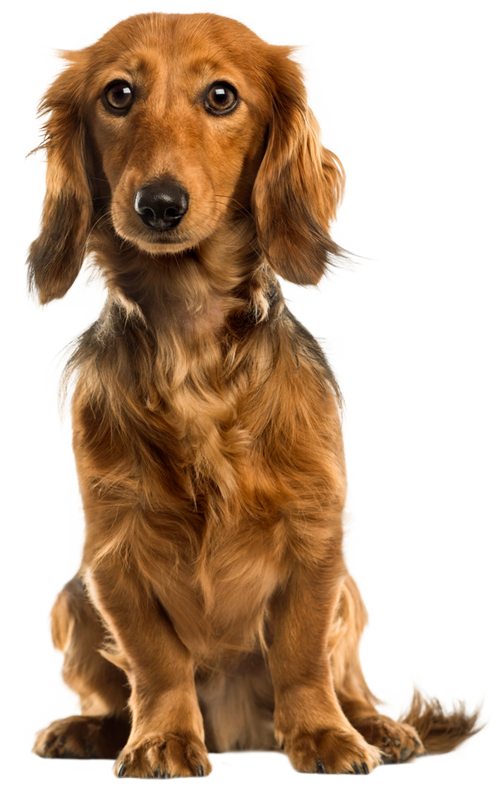 a1-pet-dog