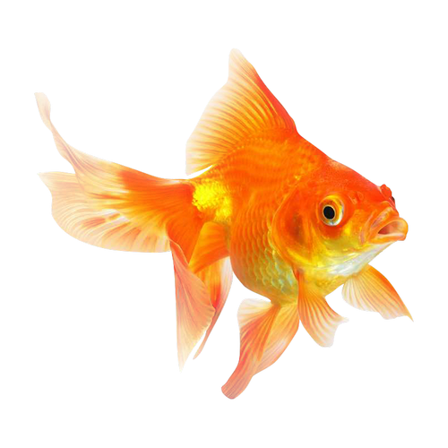 a1-pet-goldfish