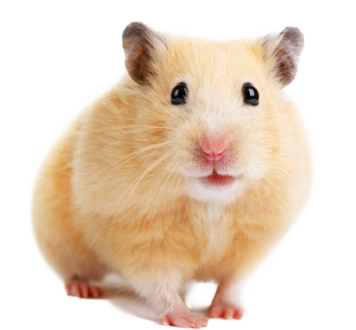 a1-pet-hamster
