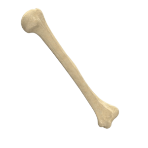 bone