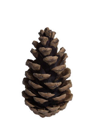 cone