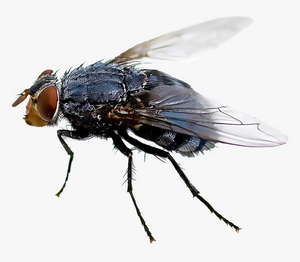 Task Image
