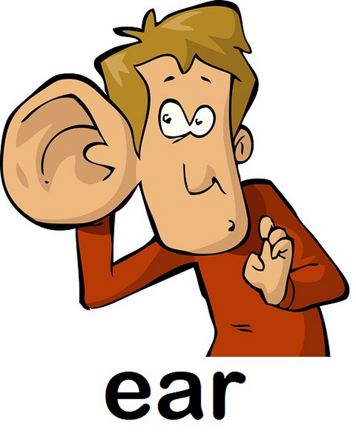 ear
