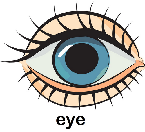 eye