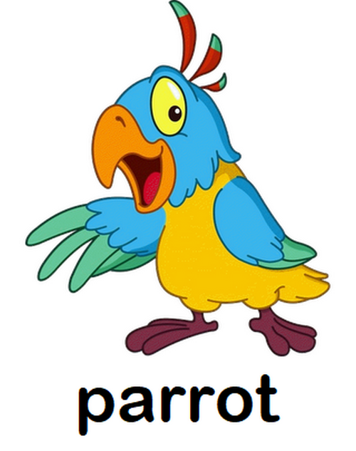 parrot