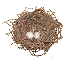 nest