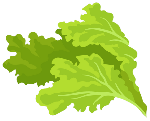 primary-food-lettuce